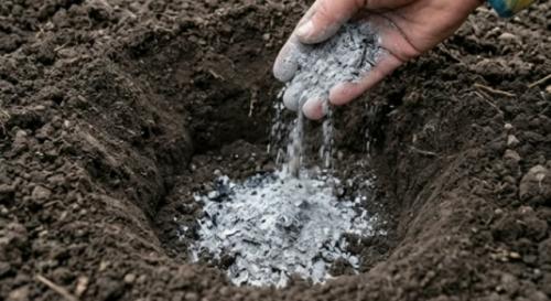 Секреты огромного урожая томатов: сохраняй, чтобы не потерять! 02