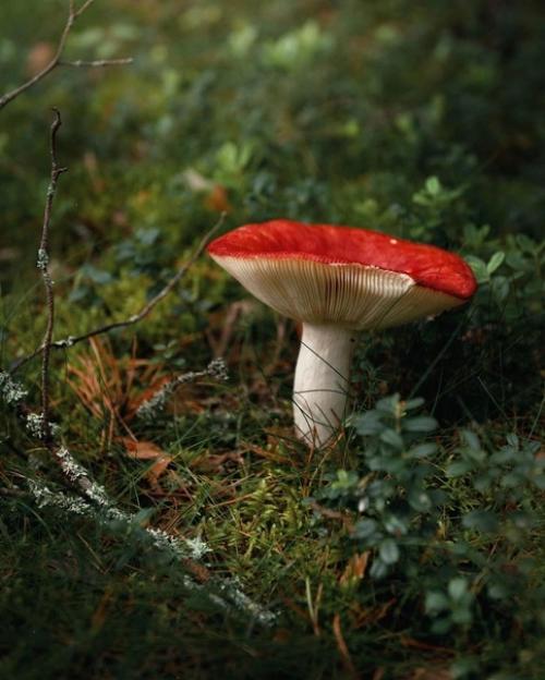 Лесное королевство.   Прекрасная серия фотографий Марии Бабинцевой запечатлевает мистическую атмосферу леса в деталях. 06