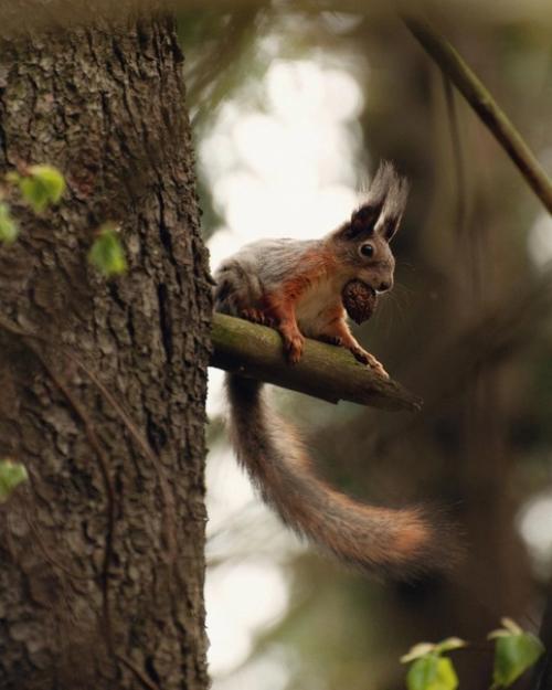Лесное королевство.   Прекрасная серия фотографий Марии Бабинцевой запечатлевает мистическую атмосферу леса в деталях. 04