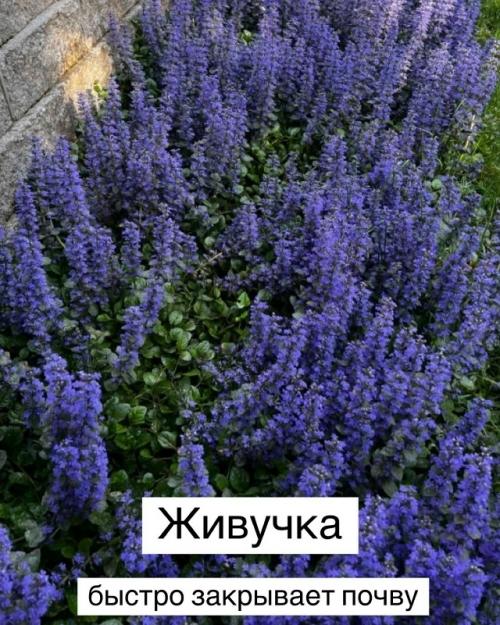 Топ - 10 теневыносливых растений для вашего сада. 04