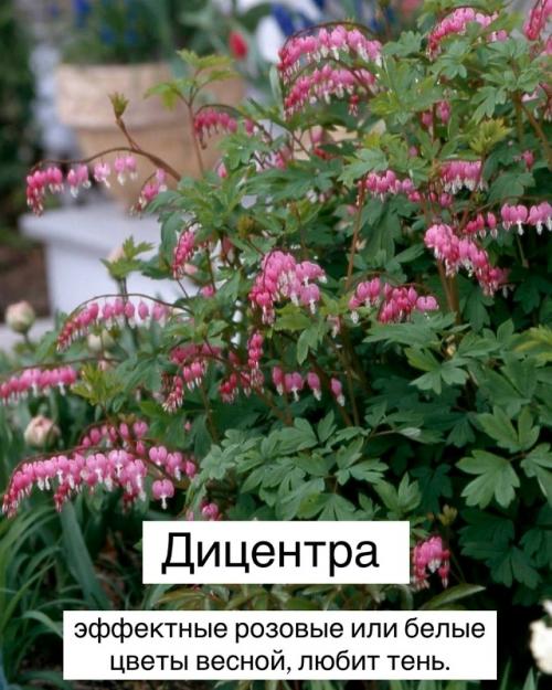 Топ - 10 теневыносливых растений для вашего сада. 07