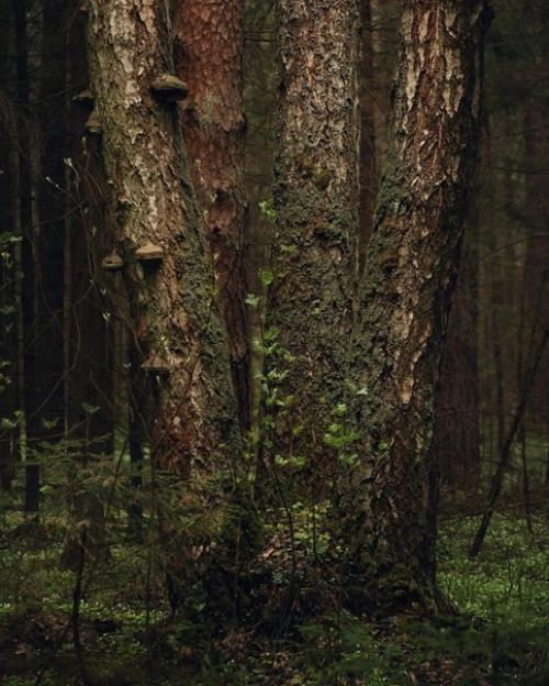 Лесное королевство.   Прекрасная серия фотографий Марии Бабинцевой запечатлевает мистическую атмосферу леса в деталях. 07