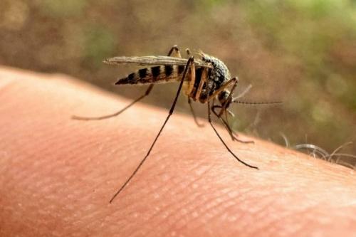 Смертельно опасные комары могут размножаться в бочках с водой на дачах россиян. 

