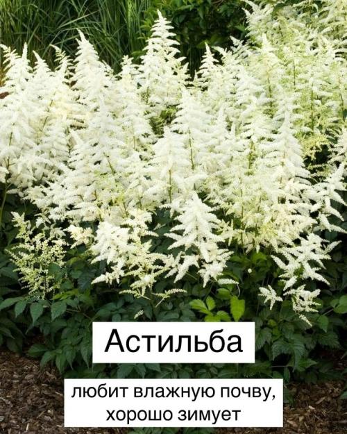 Топ - 10 теневыносливых растений для вашего сада. 02