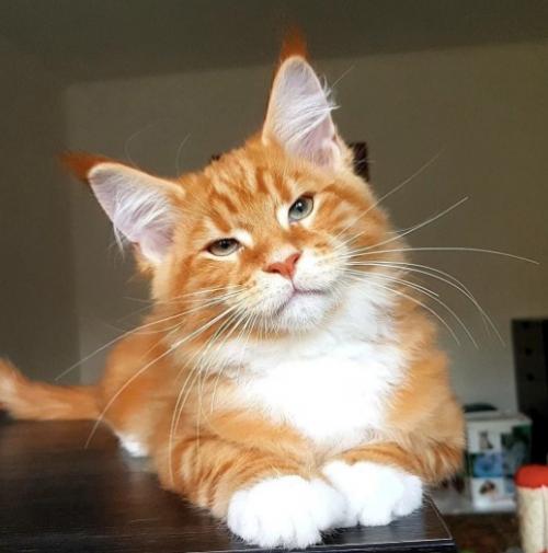 Люди добрые, если у вас возникло желание завести мейн куна, то вы должны знать, что такие коты как лотерея. 02