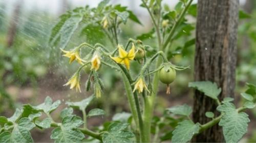 Секреты огромного урожая томатов: сохраняй, чтобы не потерять! 
