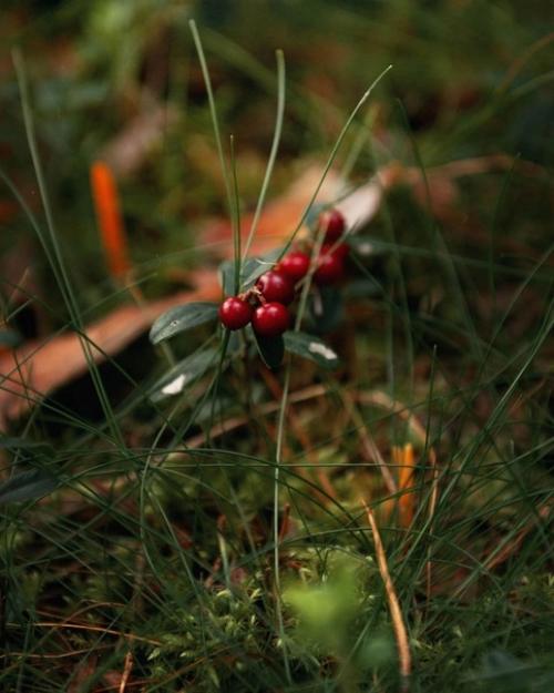 Лесное королевство.   Прекрасная серия фотографий Марии Бабинцевой запечатлевает мистическую атмосферу леса в деталях. 08