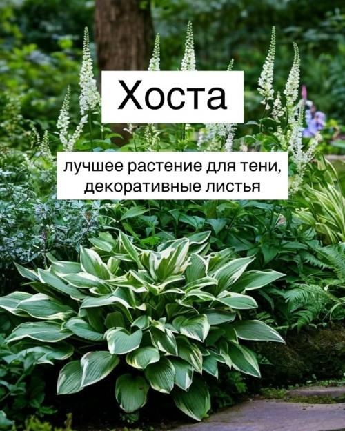 Топ - 10 теневыносливых растений для вашего сада. 

