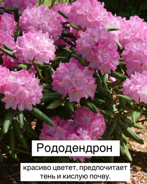 Топ - 10 теневыносливых растений для вашего сада. 09