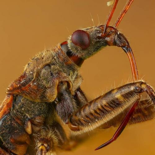 Словно инопланетные пришельцы из фантастических фильмов! 09