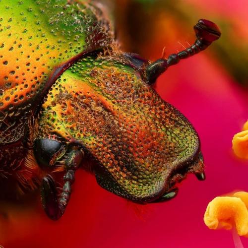 Словно инопланетные пришельцы из фантастических фильмов! 06