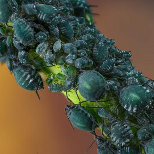 Словно инопланетные пришельцы из фантастических фильмов! 04