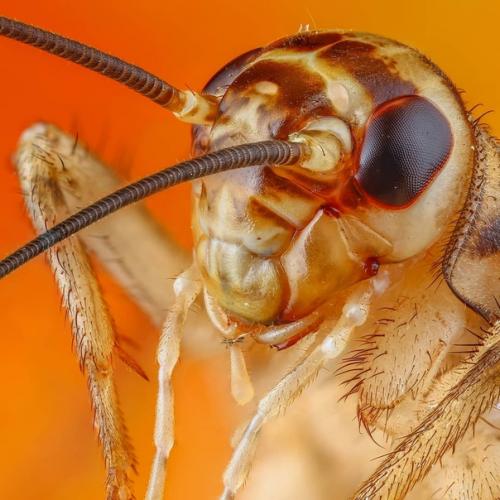 Словно инопланетные пришельцы из фантастических фильмов! 05