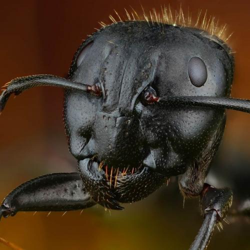 Словно инопланетные пришельцы из фантастических фильмов! 02