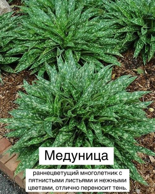 Топ - 10 теневыносливых растений для вашего сада. 08