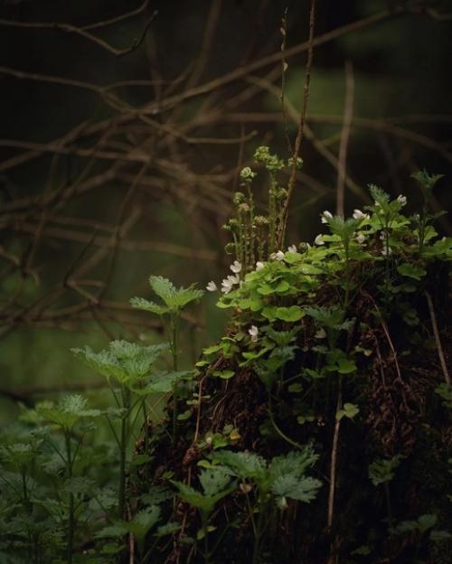 Лесное королевство.   Прекрасная серия фотографий Марии Бабинцевой запечатлевает мистическую атмосферу леса в деталях. 02
