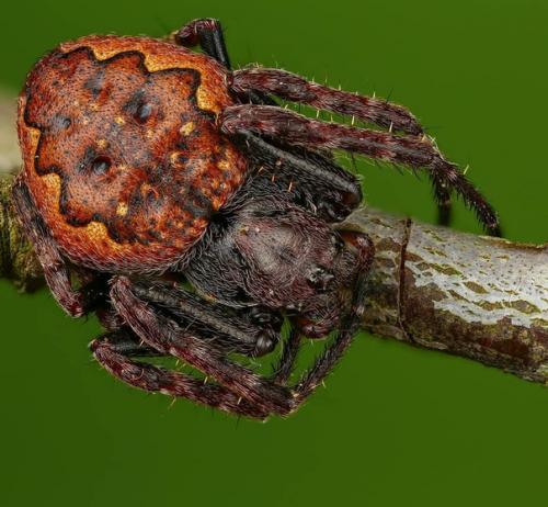 Словно инопланетные пришельцы из фантастических фильмов! 03