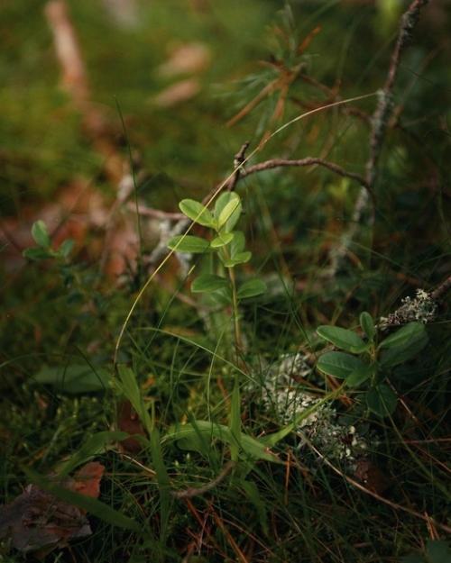 Лесное королевство.   Прекрасная серия фотографий Марии Бабинцевой запечатлевает мистическую атмосферу леса в деталях. 03