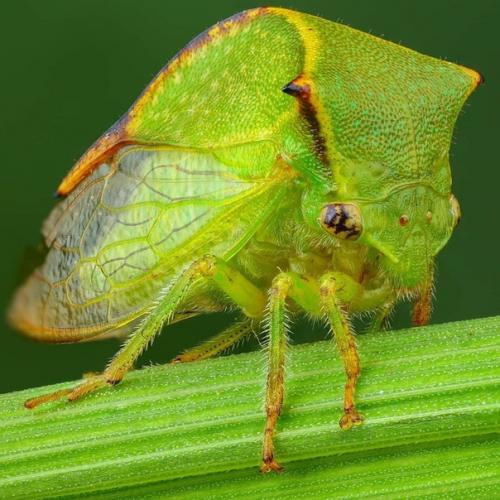 Словно инопланетные пришельцы из фантастических фильмов! 07