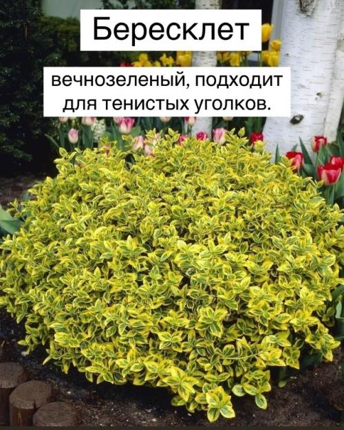 Топ - 10 теневыносливых растений для вашего сада. 06