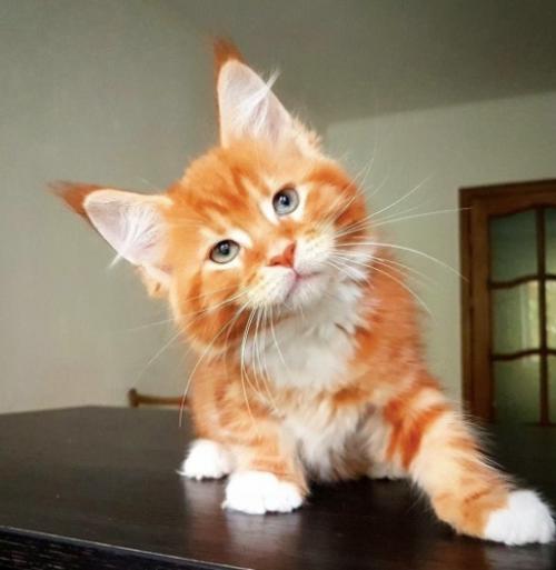 Люди добрые, если у вас возникло желание завести мейн куна, то вы должны знать, что такие коты как лотерея. 01