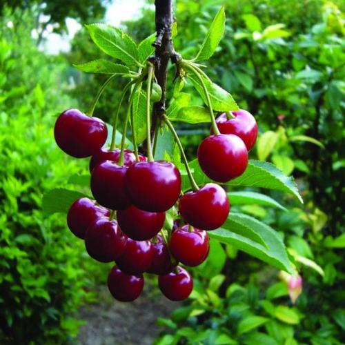 Как выращивать вишню мелькопильчатую в средней полосе. 02