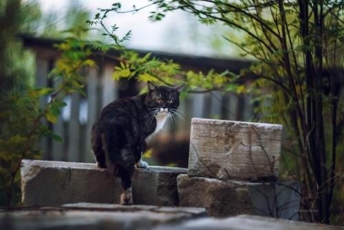 Котейки и заборы в классных снимках фотографа Татьяны Афиногеновой. 07