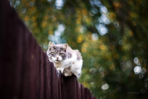 Котейки и заборы в классных снимках фотографа Татьяны Афиногеновой. 01