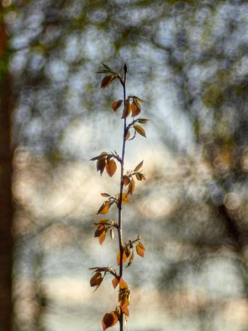 Olympus OM - D E-M1 Mark II. 01 Olympus OM - D E-M1 Mark II. 01