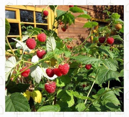 Как аккуратно высажена малина. 04