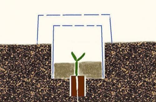 Проверено практикой.  Как получить небывалый урожай капусты. 04