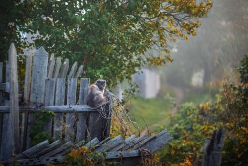 Котейки и заборы в классных снимках фотографа Татьяны Афиногеновой. 05