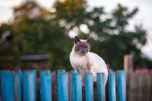 Котейки и заборы в классных снимках фотографа Татьяны Афиногеновой. 03