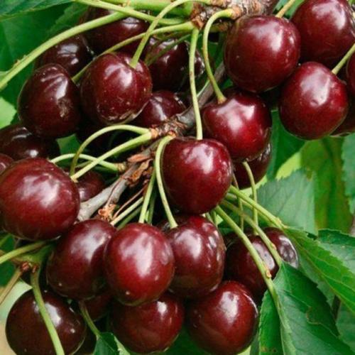 Как выращивать вишню мелькопильчатую в средней полосе. 01