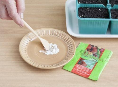 Как вырастить однолетнюю астру из семян. 02