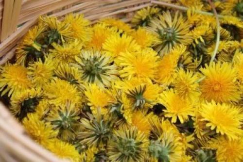 Варенье (мед) из одуванчиков. 01