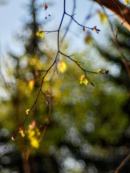 Olympus OM - D E-M1 Mark II. 03 Olympus OM - D E-M1 Mark II. 03