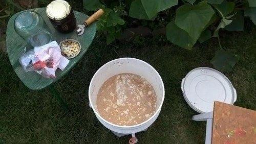 5 рецептов стимуляторов роста для огурцов. 01 5 рецептов стимуляторов роста для огурцов. 01