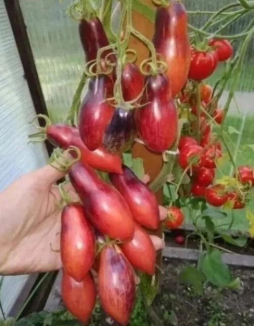 Томатный гном розовая пантера. 01