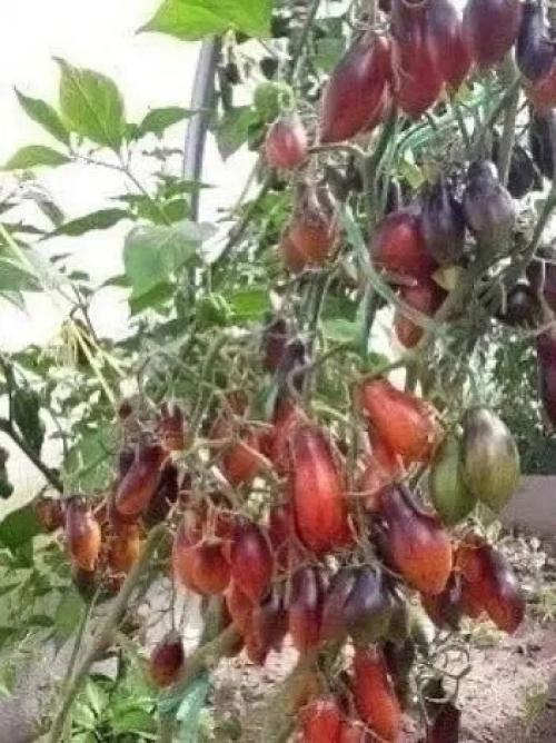 Томатный гном розовая пантера. 02