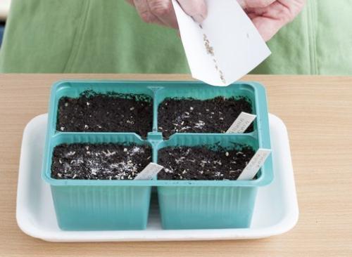 Как вырастить однолетнюю астру из семян. 03