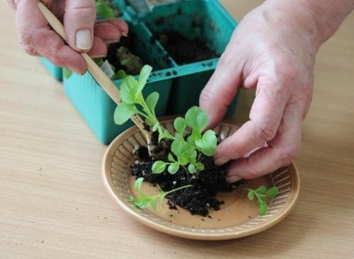 Как вырастить однолетнюю астру из семян. 07