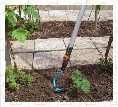 Как аккуратно высажена малина. 03