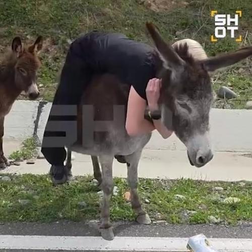 Туристка залезла на беременную ослицу в Дагестане и пинала её ногами в живот.  