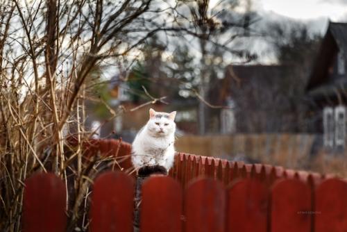 Котейки и заборы в классных снимках фотографа Татьяны Афиногеновой. 04