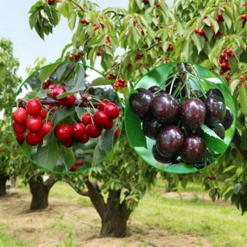 Как выращивать вишню мелькопильчатую в средней полосе. 03