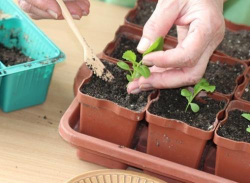 Как вырастить однолетнюю астру из семян. 08