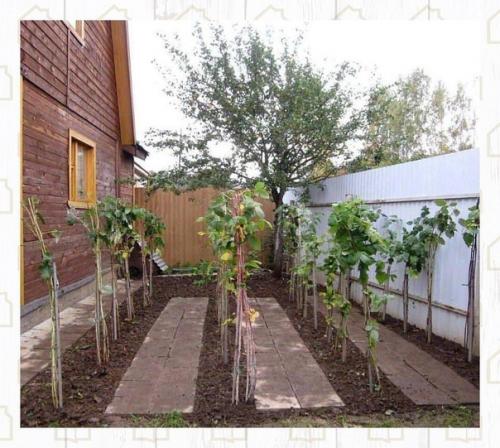 Как аккуратно высажена малина. 01