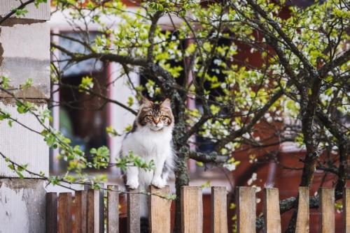 Котейки и заборы в классных снимках фотографа Татьяны Афиногеновой. 06