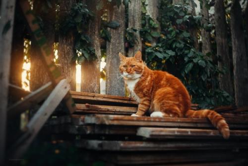 Котейки и заборы в классных снимках фотографа Татьяны Афиногеновой. 02